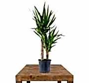 Yucca 2li