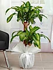 Massangene Yucca Çiçeği